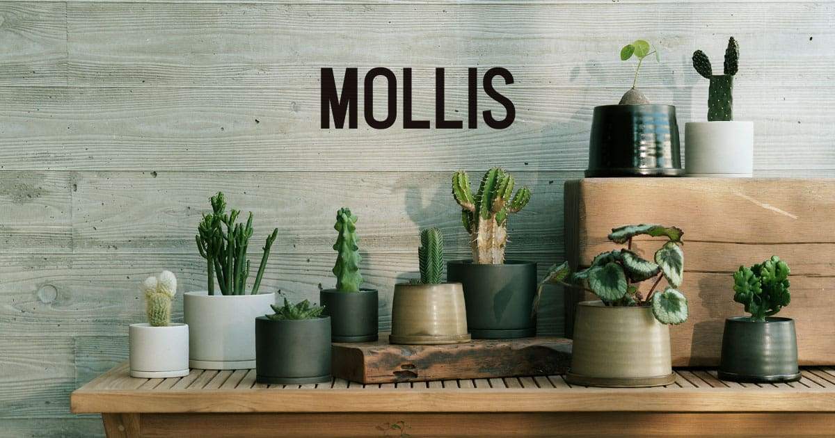 サボテンの色がまだらに薄くなってきました 何が原因ですか Mollis